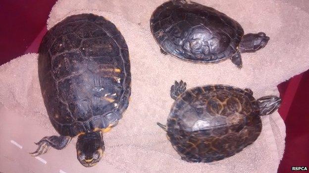 Terrapins dumped in Trebanog