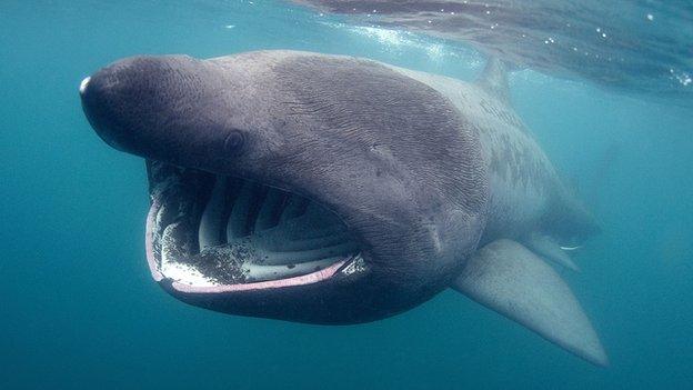 Basking shark