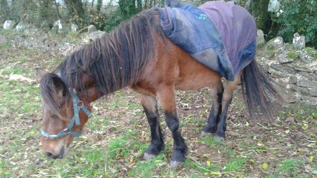 Ghillie the Highland pony