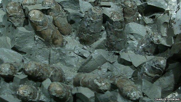 A clutch of the theropod Troodon’s eggs seen from below in the museum of the Rockies, Montana