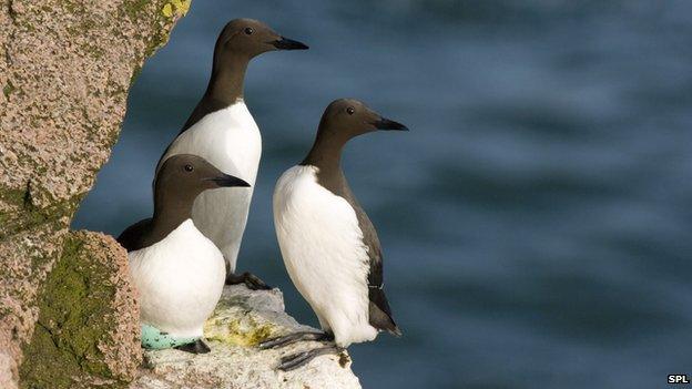 Guillemots breeding