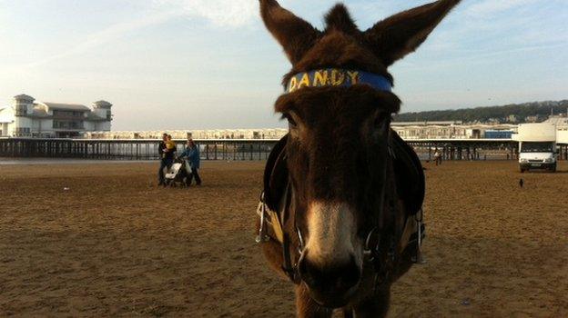 Dandy the Donkey at Weston-super-Mare