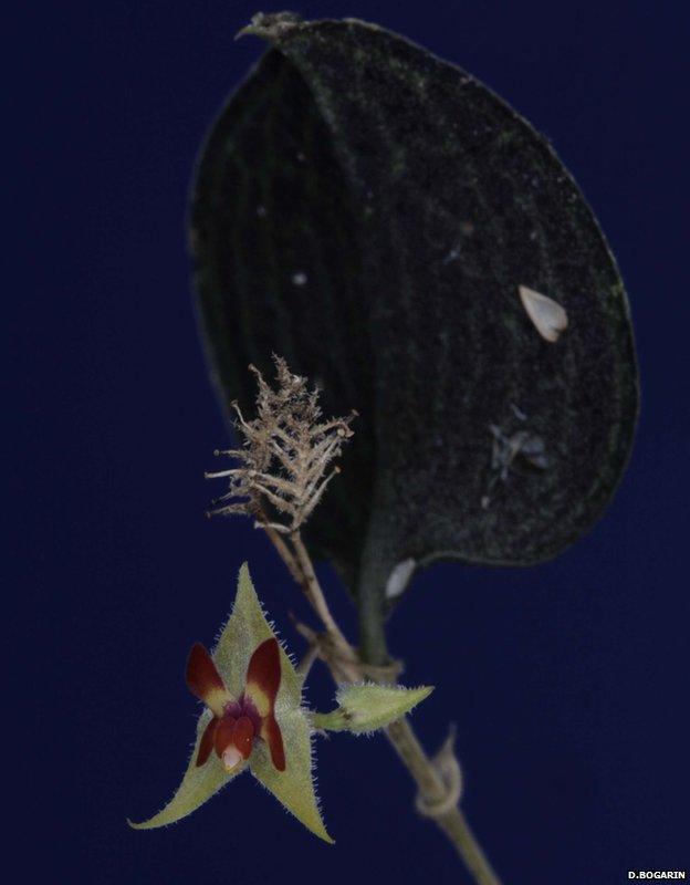 Lepanthes castilloae (Photo courtesy of Diego Bogarin)