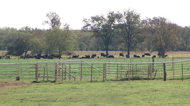 Grazing cattle