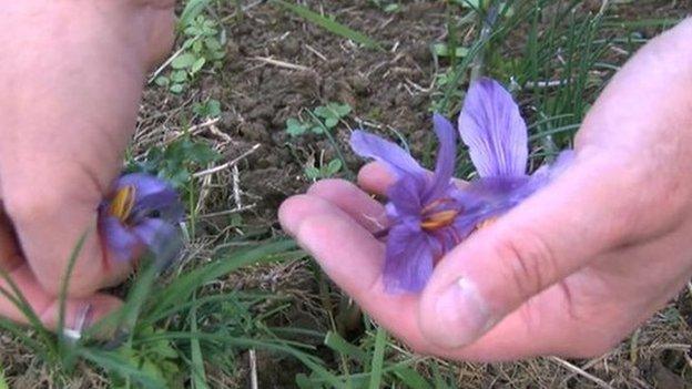 saffron picking