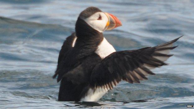 Puffin