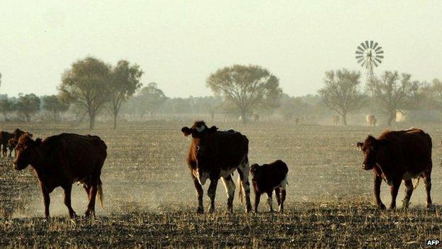 Cattle in New South Wales, file photo from 2002