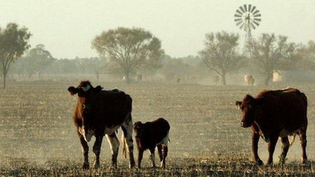 Cattle in New South Wales, file photo from 2002