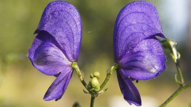 Aconitum