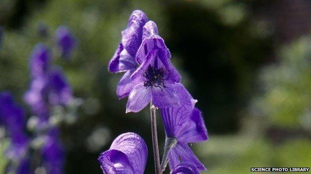 Monkshood