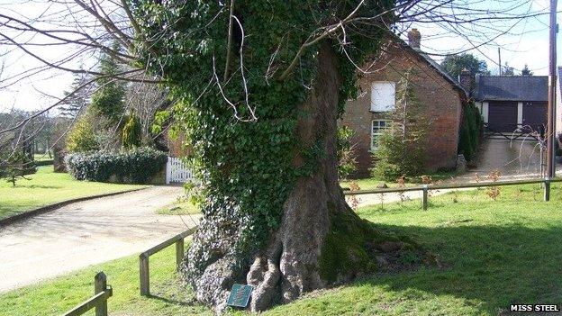 Tolpuddle Tree