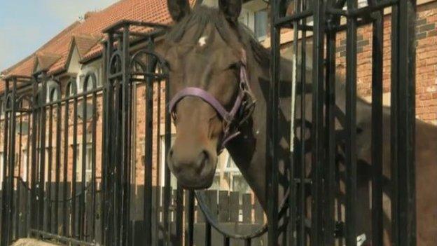 Horse in front garden of Newcastle house