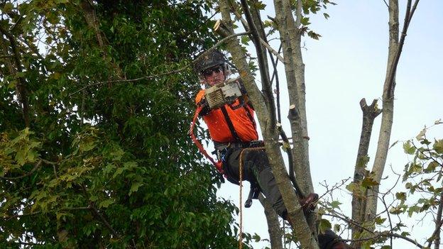 Tolpuddle tree pruned