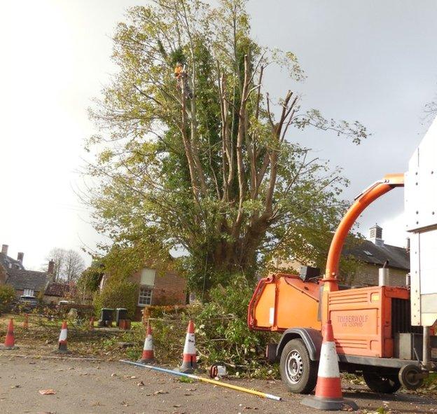 Tolpuddle tree pruned