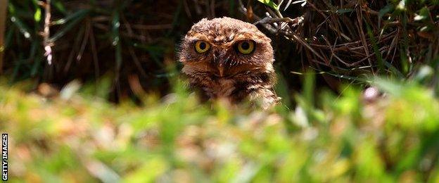 An owl perches next to the track during practice ahead of the Brazilian Formula One Grand Prix at Autodromo Jose Carlos Pace on November 7, 2014