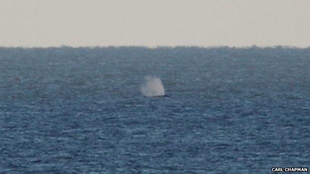 Humpback whale off Norfolk coast