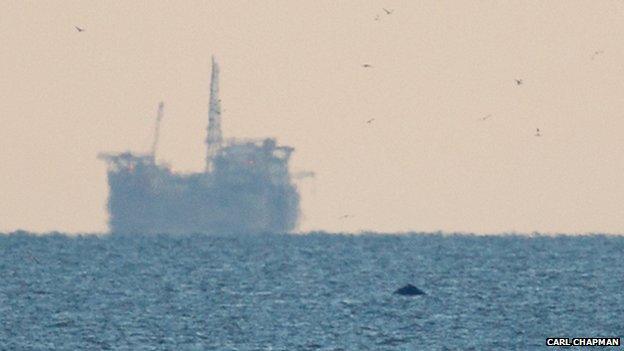 Boat and humpback whale off Norfolk coast