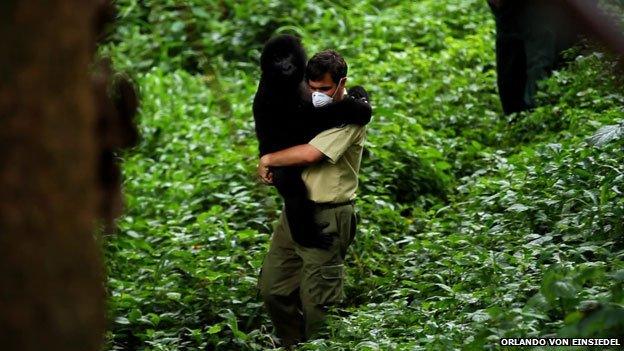 the director of the park carries a young gorilla