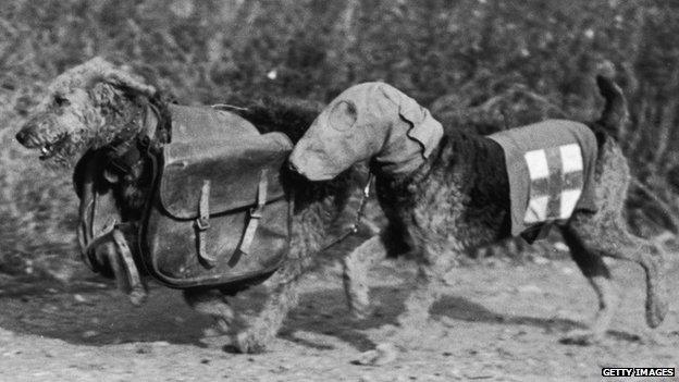 Two Airedale terriers at Lt. Colonel E. H. Richardson's canine training camp in Woking, Surrey, during World War II, 16th October 1939. One dog wears a special gas mask and the other carries rations for a wounded soldier.