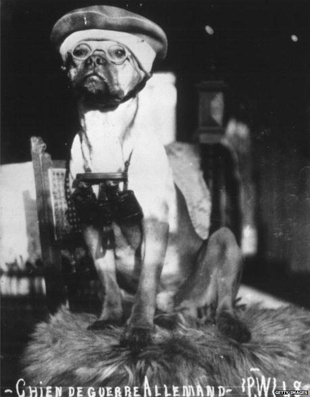 German army dog