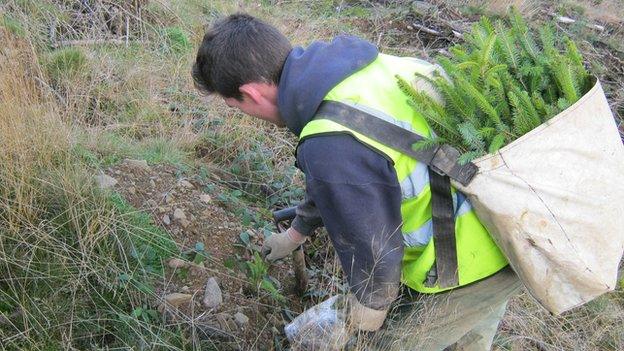 Tree planting