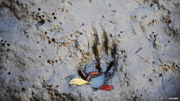 a tiger cub print in the mud