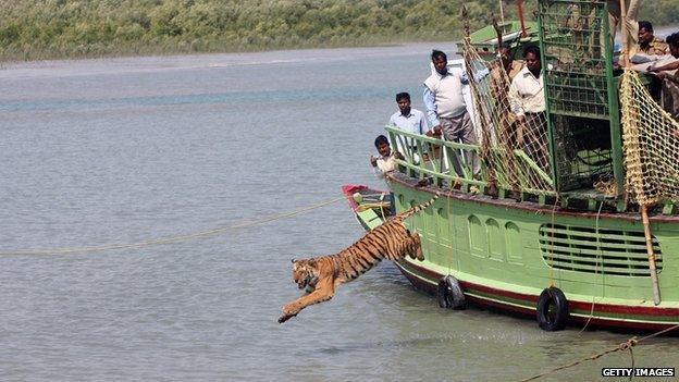 2008, Indian forest workers watch a rescued tiger jump into the river Sundarikati on being released from a cage at Sundarbans