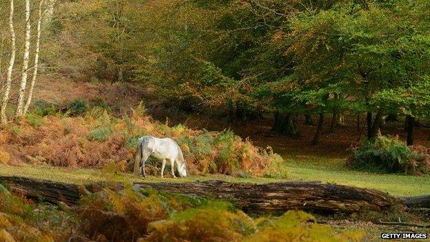 The New Forest