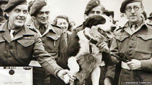 Rob the Collie
