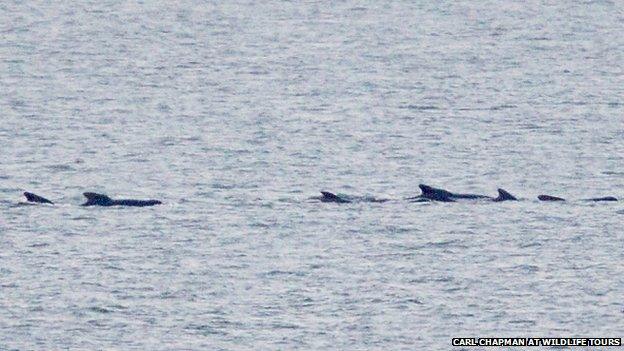 Pilot whales off Cley next the Sea