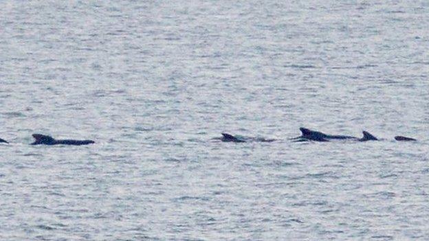 Pilot whales off Cley next the Sea