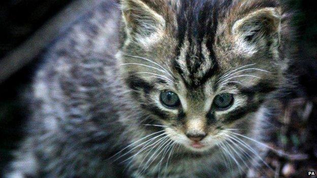 Scottish wildcat kitten