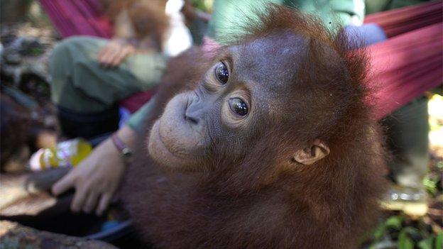 Isaac Hall loved the wonders of the jungle in Borneo