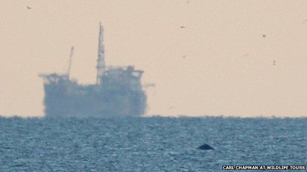 Boat and humpback whale off Norfolk coast