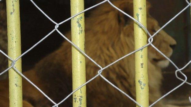 Lion in captivity