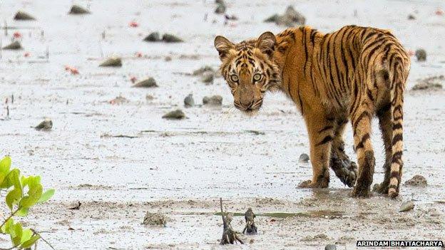 A hungry-looking tiger cub crosses into the mangroves in the Sundarbans in August 2014