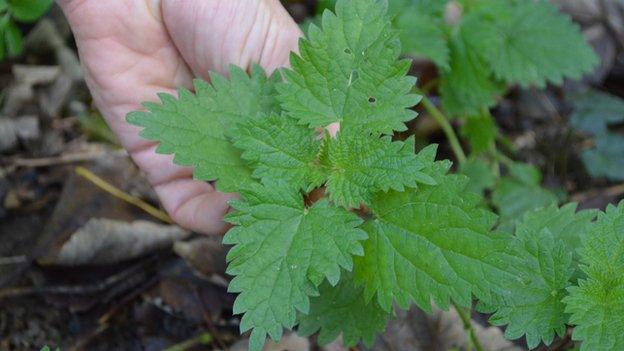 Stinging nettles