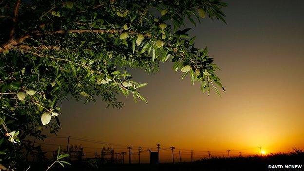 The humble almond tree at sunrise