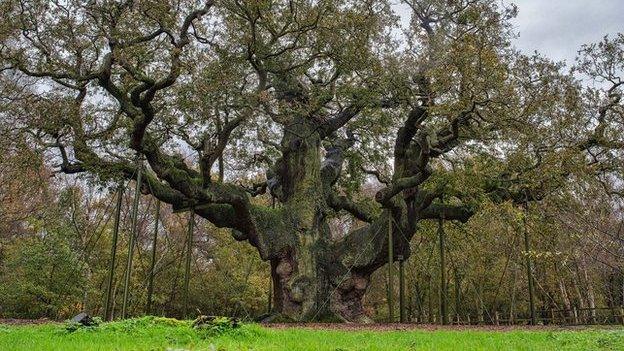 Major Oak, November 2014