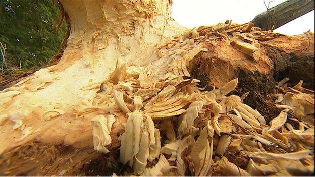 Tree damaged by beavers