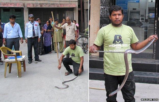 A man capturing the snake found at the Delhi ATM