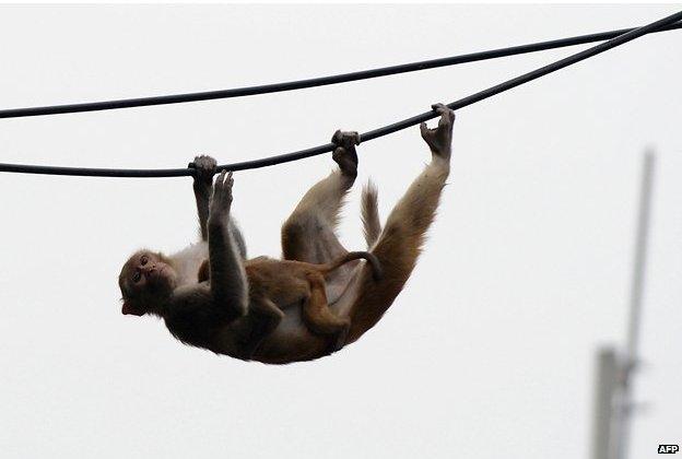 A monkey climbing along power lines in Delhi