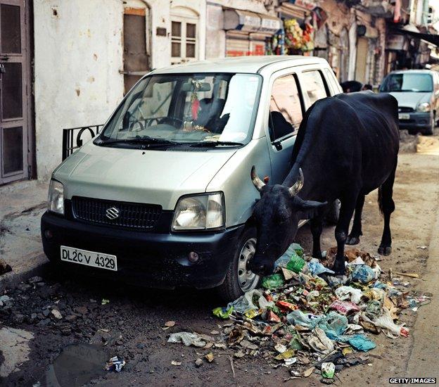 A cow by a pile of rubbish in an Indian street