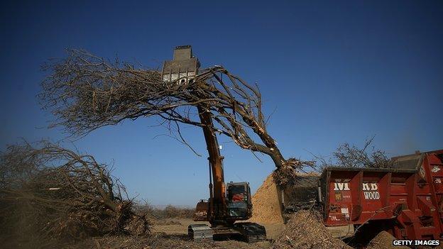 A tractor moves an uprooted almond tree into a shredder at Baker Farming