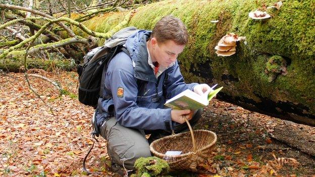 Mushroom picking