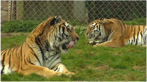 Dartmoor Zoo