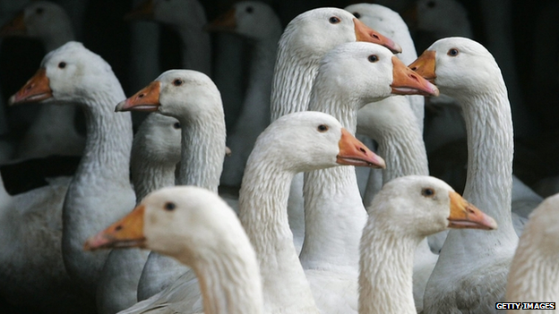 Ducks infected with bird flu