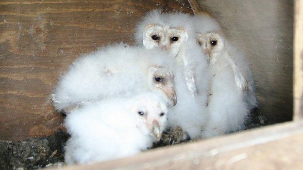 Barn owl chicks