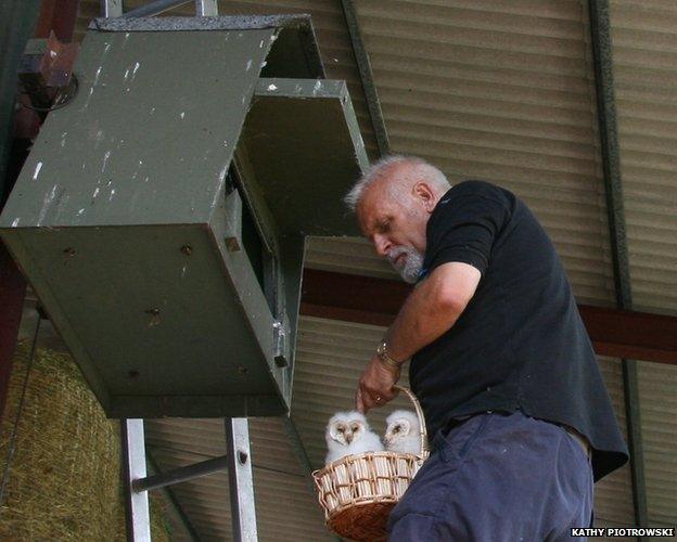 Barn owl chicks with Steve Piotrowski