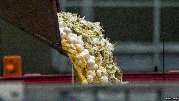 Eggs and chickens are dumped into a container at Hekendorp, 17 Nov